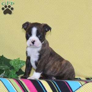 Dakota, Boston Terrier Puppy